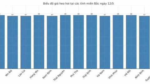 Giá heo hơi hôm nay 12/5/2025: Miền Nam giảm nhẹ