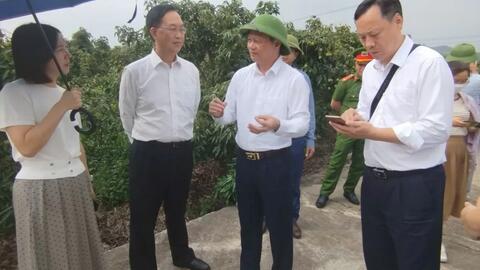 Thương nhân trong và ngoài nước đổ về vườn vải thiều Bắc Giang
