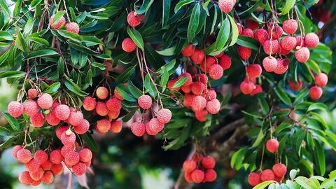 Bắc Giang ‘đánh thức’ tinh hoa làng quê bằng sản phẩm OCOP