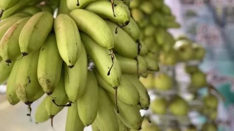 Chuối ngự, thanh long Bảo Yên được cấp nhãn hiệu chứng nhận