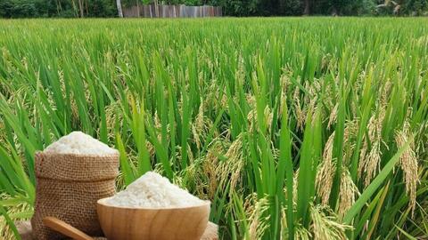 Giá lúa gạo hôm nay ngày 13/6: Thị trường ổn định
