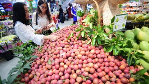 Mận hậu Sơn La: ‘Hạt ngọc đỏ’ Tây Bắc vươn xa thị trường trong nước và quốc tế