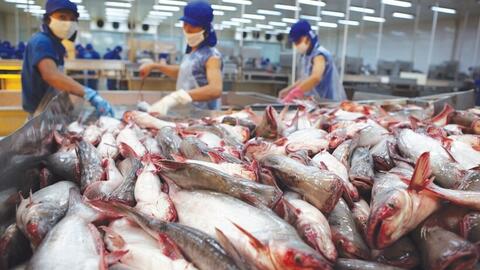 Hoa Kỳ kết luận thuế chống bán phá giá cá tra - basa phi lê đông lạnh Việt Nam
