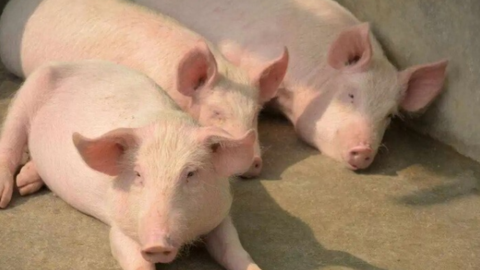 Giá heo hơi hôm nay 19/6/2025: Cao nhất 73.000 đồng/kg