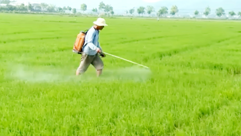 Nông dân lo ngại sâu bệnh vụ lúa hè thu