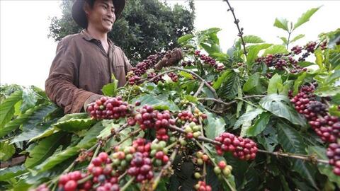 Bản tin nông sản hôm nay (26-6): Giá cà phê giảm mạnh    ​