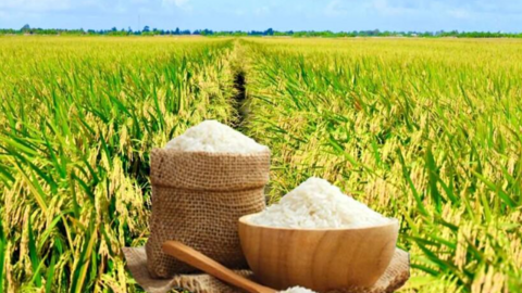 Giá lúa gạo hôm nay ngày 29/6 và tuần qua biến động