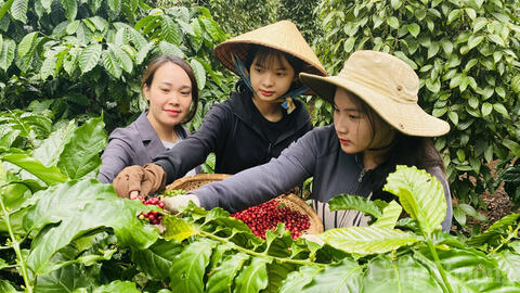 Giá cà phê hôm nay 3/7/2025, thị trường biến động trái chiều