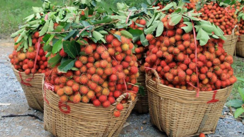 Giá chôm chôm giảm