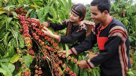 Bản tin nông sản hôm nay (11-7): Giá cà phê giảm, giá hồ tiêu đi ngang