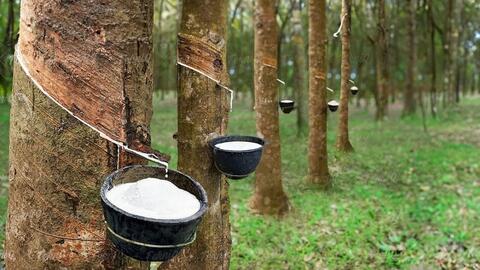 Giá cao su hôm nay 14/7: Thị trường không có biến động