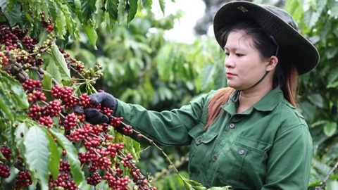 Giá cà phê Việt Nam và thế giới: Robusta – Arabica khác biệt ra sao?