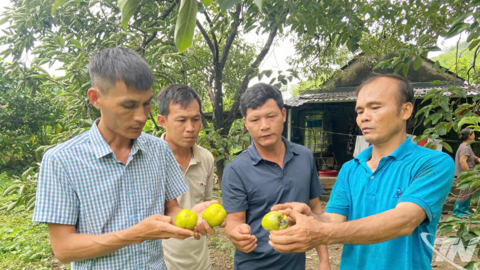 Hồng da tre - Lời hẹn cùng mùa Thu
