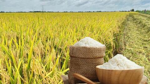 Giá lúa gạo hôm nay ngày 18/9: Gạo xuất khẩu biến động, lúa vững giá