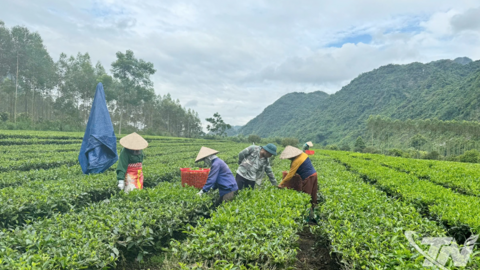 Hương chè thơm ngát bốn mùa