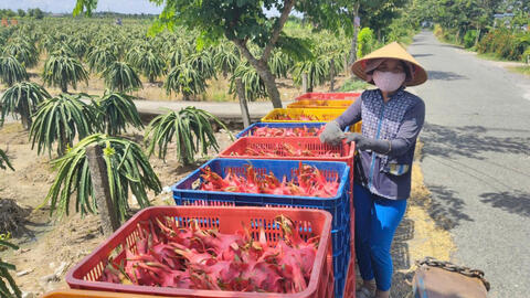 Giá thanh long giảm mạnh