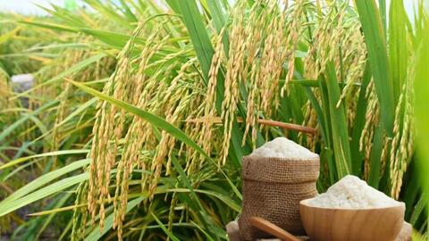 Giá lúa gạo hôm nay ngày 24/10: Gạo bình ổn, Lúa tươi vững giá