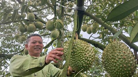 Giữ mã vùng trồng để ổn định thị trường xuất khẩu
