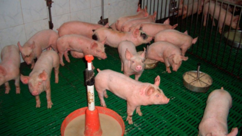 5 nguyên nhân tiêu chảy chủ yếu ở heo con và cách quản trị