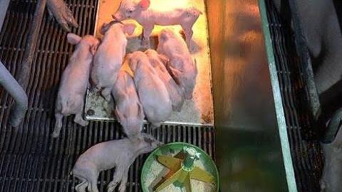 Dịch tiêu chảy cấp trên heo: Những điều cần biết