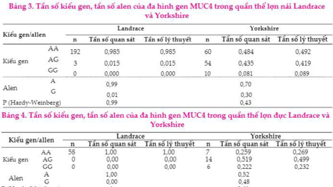 Đa hình gen FUT1, MUC4 trong quần thể lợn nái, đực Landrace và Yorkshire