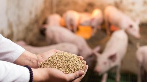 Công nghệ dinh dưỡng vượt trội cho heo con giúp nhà chăn nuôi tự tin tái đàn