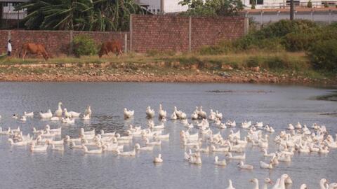 Cúm gia cầm A/H5N8 lần đầu xuất hiện ở Quảng Trị