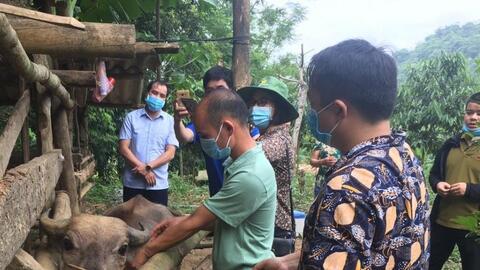 Gia súc mắc bệnh viêm da nổi cục giảm mạnh sau tiêm vaccine