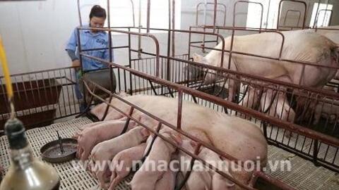 Ngành chăn nuôi: “Gồng mình” trong đại dịch Covid-19