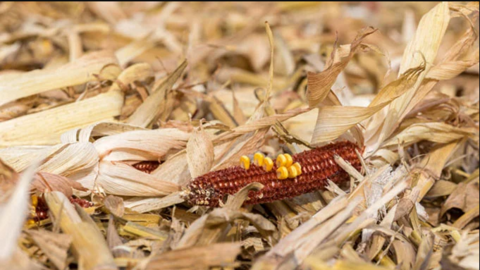 Phương pháp mới biến phế phẩm ngô thành than hoạt tính lọc nước