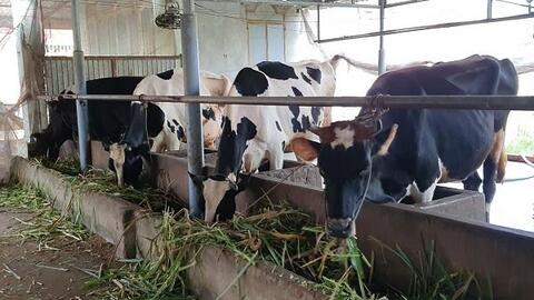 Tây Ninh: Người chăn nuôi bò sữa lao đao vì dịch bệnh
