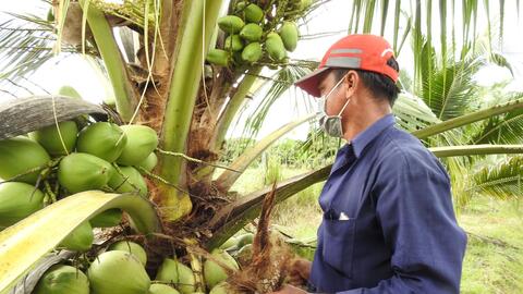 Trồng dừa xiêm dứa- mô hình kinh tế nhiều tiềm năng  