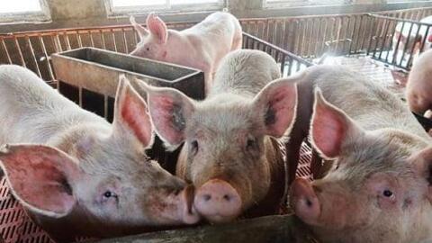 Mỹ: Tổng đàn lợn giảm 4% so với cùng kỳ năm trước