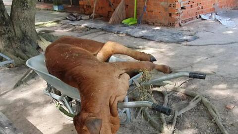 Người chăn nuôi phải chủ động tiêm vaccine phòng bệnh cho đàn trâu, bò 