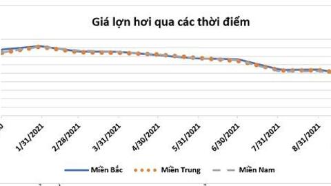 Tổng đàn lợn (heo) cả nước tháng 9/2021 khoảng 28 triệu con, ứ đọng 30%