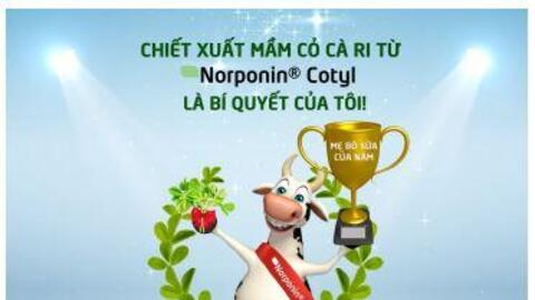 Cỏ cà ri, chìa khóa nâng cao lượng thức ăn ăn vào cho vật nuôi