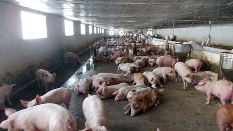 Chủ tịch Tập đoàn chăn nuôi lớn nhất miền Bắc: Cứ bán một con lợn lại lỗ mất một con