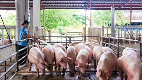 Giá heo hơi ngày 21/10/2021: Tiếp tục giảm 1.000 – 2.000 đồng/kg