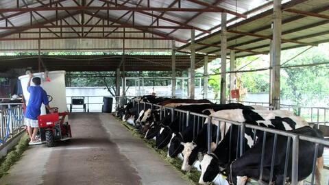 Mô hình sản xuất thức ăn TMR chăn nuôi bò sữa