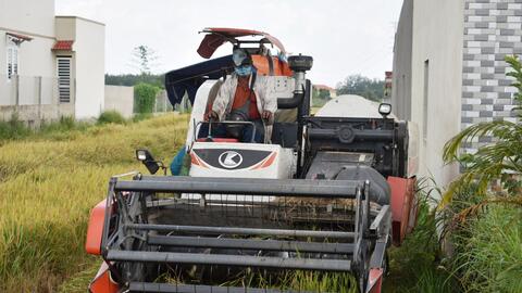 Lúa được mùa, được giá, nông dân vẫn lỗ vốn 