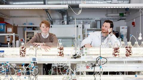 Cho bò ăn rong biển để giảm phát thải khí metan