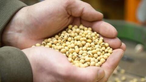 Nhập khẩu đậu tương của Trung Quốc thấp nhất kể từ tháng 3/2020