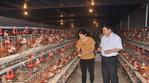 Thành công từ nuôi gà siêu trứng