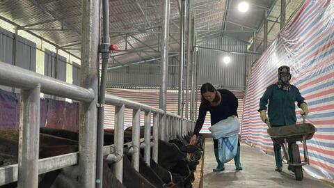 Bắc Kạn: Nuôi bò 3B – hướng đi mới trong phát triển chăn nuôi ở Bạch Thông