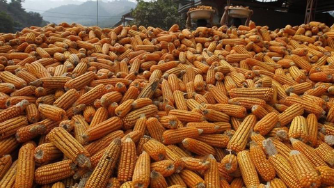 Nhu cầu ethanol hồi phục và tác động tới giá ngô