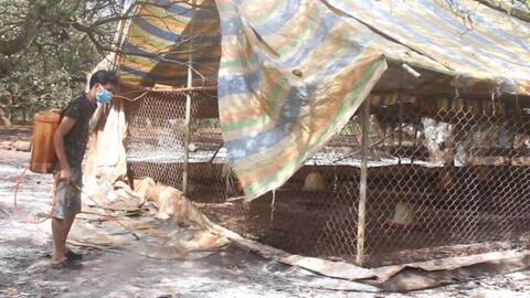 Bình Phước: Tiêu hủy 12.000 con gà mắc cúm gia cầm H5N1