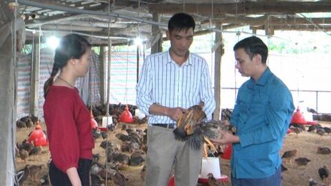 Nông dân miền núi liên kết chuỗi trong chăn nuôi