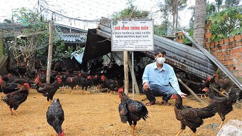 Nuôi gà thả vườn theo hướng đặc sản: Một hướng đi mới