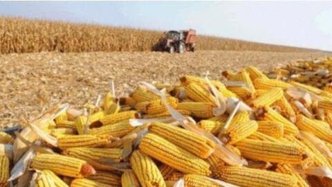 Không có vấn đề sức khỏe hay dinh dưỡng từ thức ăn chăn nuôi biến đổi gien