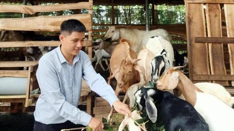 Nuôi dê thành công bằng dược liệu